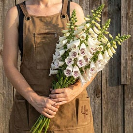 Dalmatian White, Digitalis Seeds